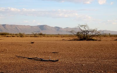 Severe drought also hits BüllsPort