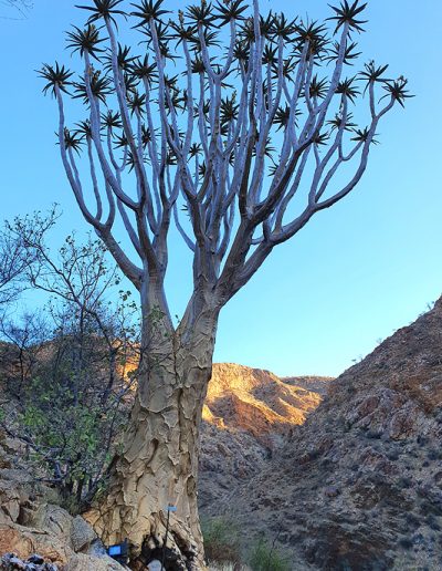 001 My Quiver Tree BüllsPort Naukluft Namibia