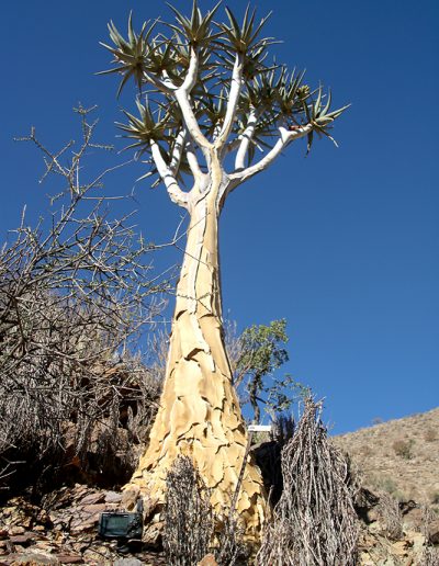008 My Quiver Tree BüllsPort Naukluft Namibia