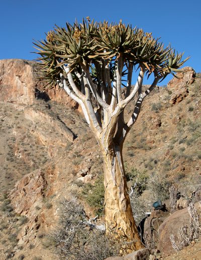 024 My Quiver Tree BüllsPort Naukluft Namibia