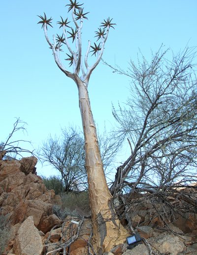 056 My Quiver Tree BüllsPort Naukluft Namibia