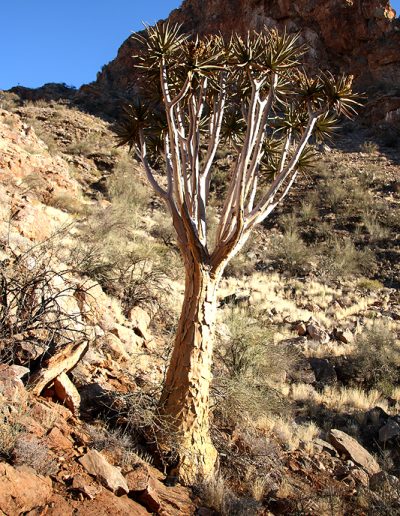058 My Quiver Tree BüllsPort Naukluft Namibia