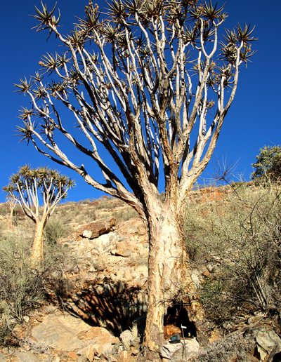 059 My Quiver Tree BüllsPort Naukluft Namibia