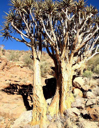 060 My Quiver Tree BüllsPort Naukluft Namibia